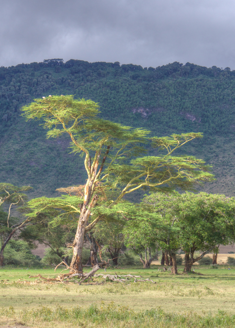 Acacia