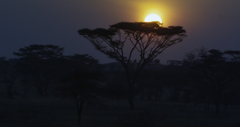 AcaciaSunrise