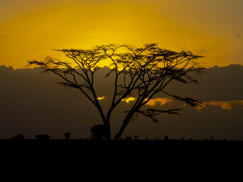 AcaciaSunset