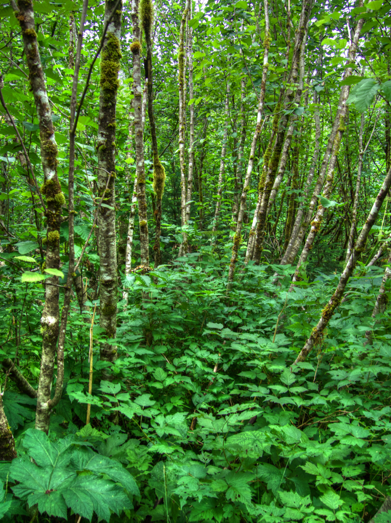 Alders