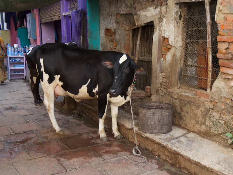 AlleyCow