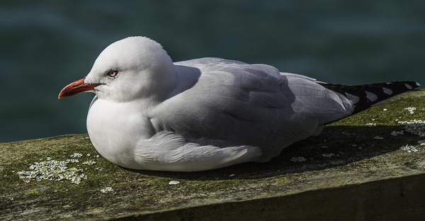Auckland-22