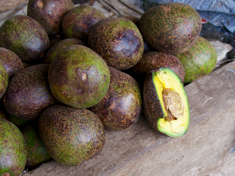 avo1