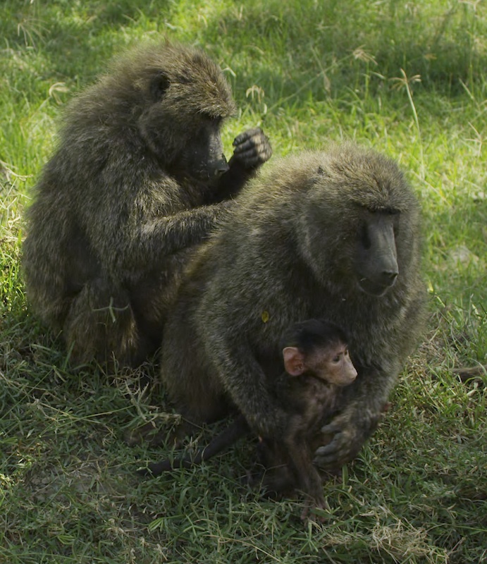 Baboons