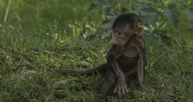 Baby Baboon