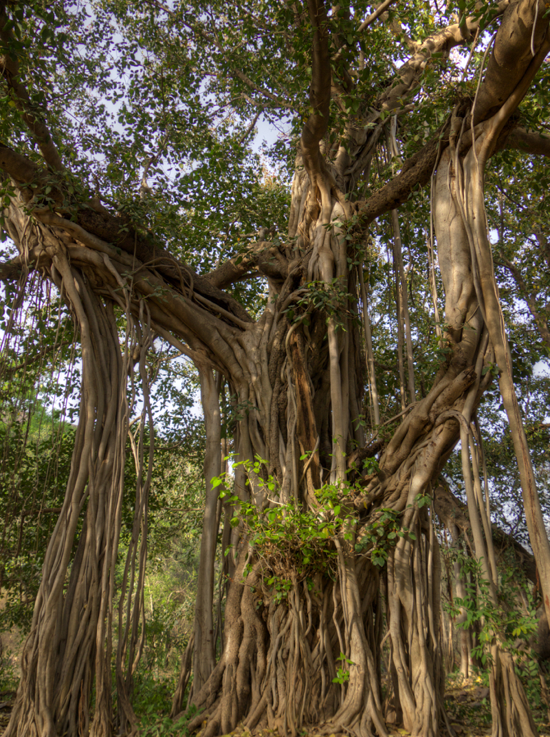 BanyanTree