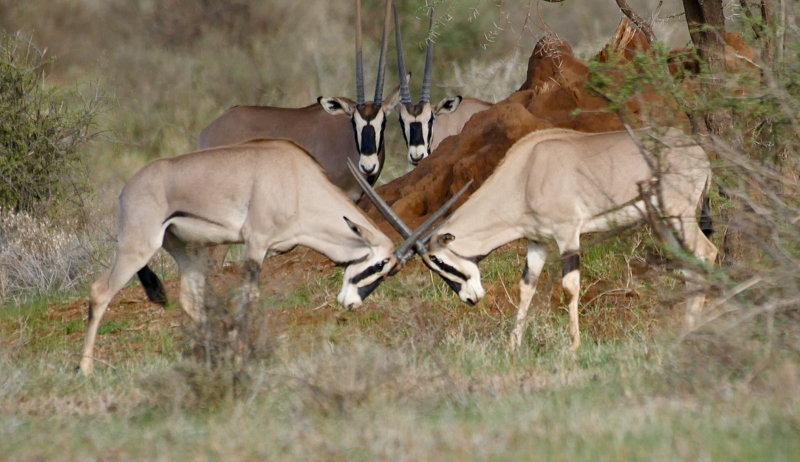 BattlingOryx