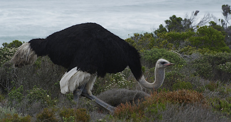 BeachOstrich