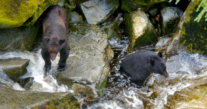 BearsFishing