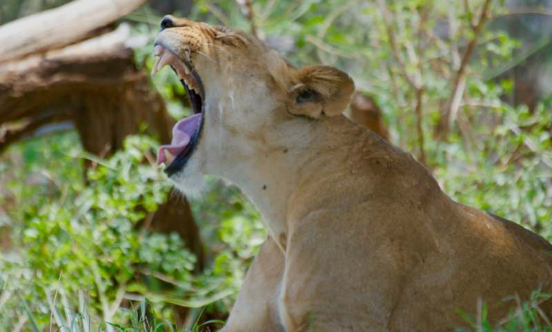 BigYawn