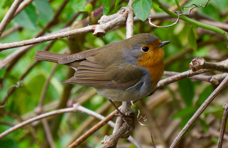 Bird