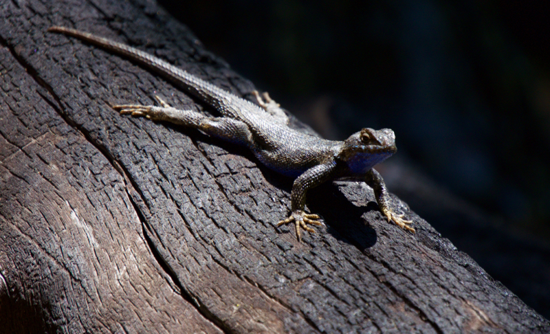 BlackLizzard