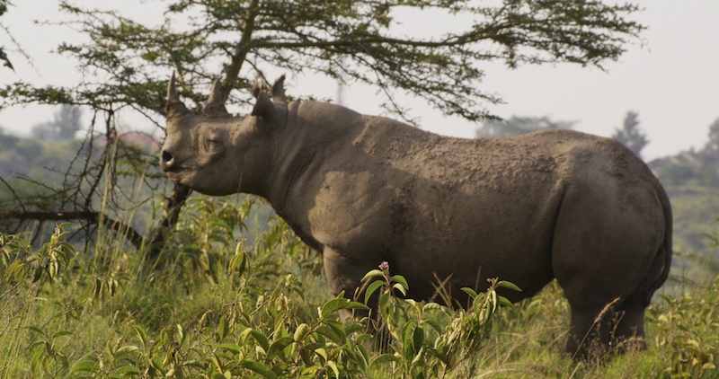 BlackRhino