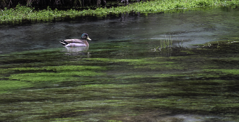 BlueSpring-44