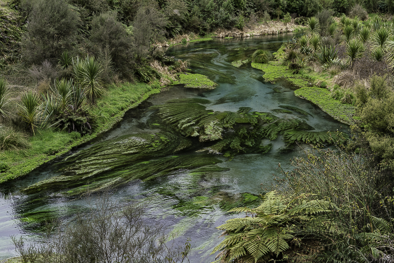 BlueSpring-5