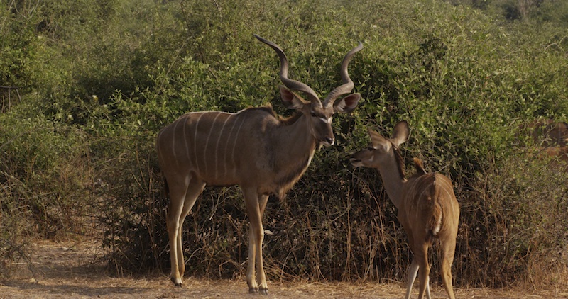 BuckAndDoe