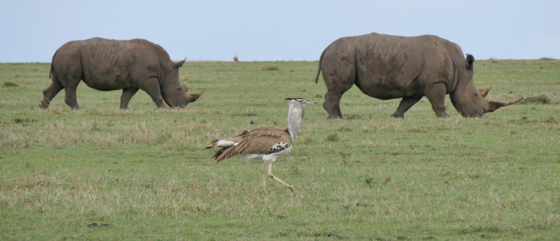 Bustard