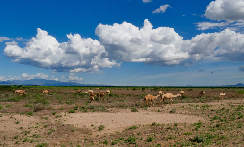 Camels