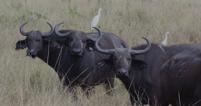 CapeBuffs