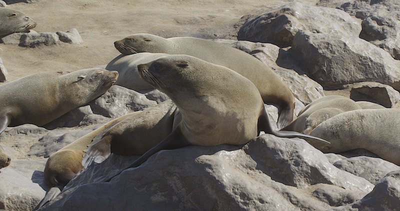 CapeCrossSeals1