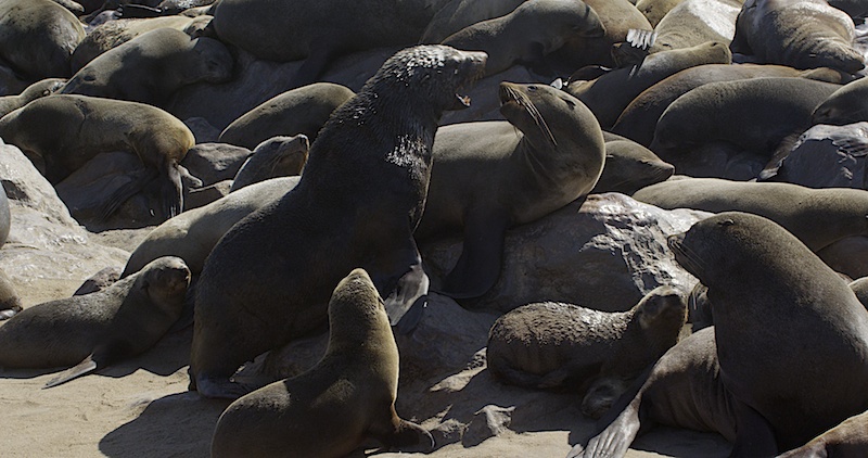 CapeCrossSeals2