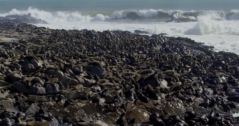 CapeCrossSeals3