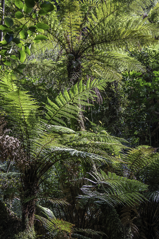 Catlins-44
