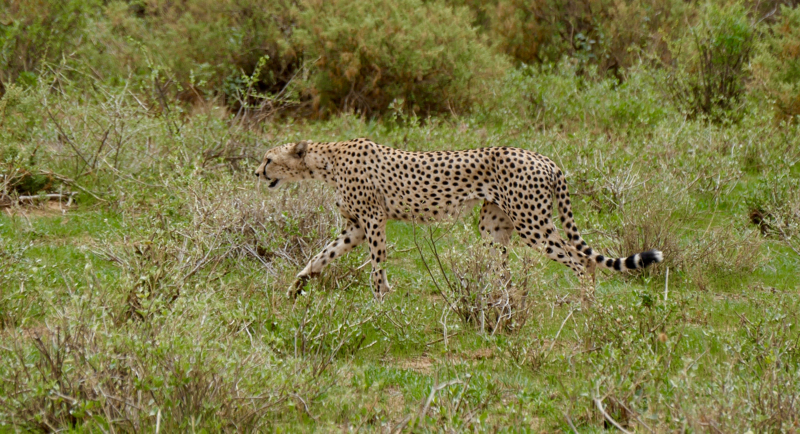 Cheetah