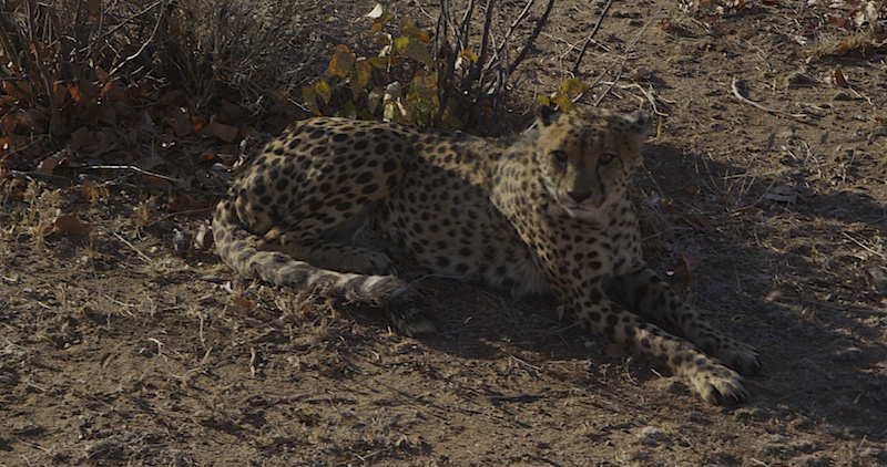 CheetahPark