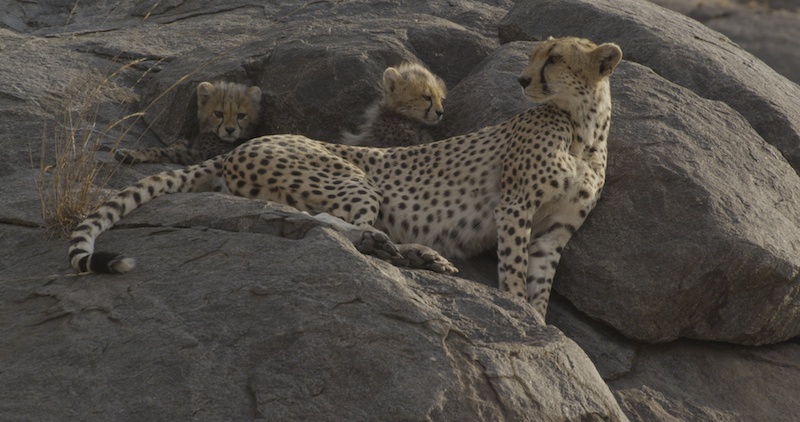 Cheetahs
