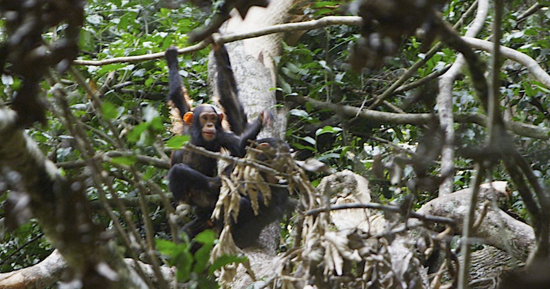 Chimp Babies