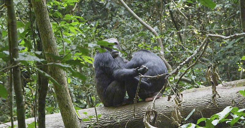 Chimp Grooming