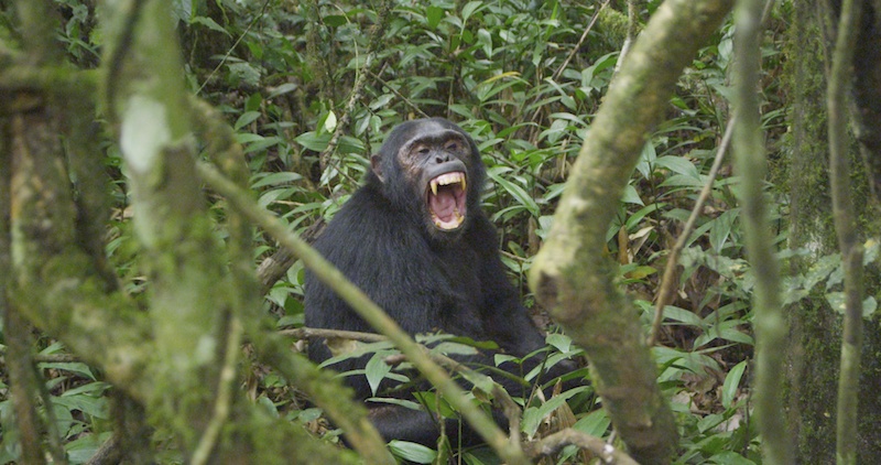 Chimp Yawn