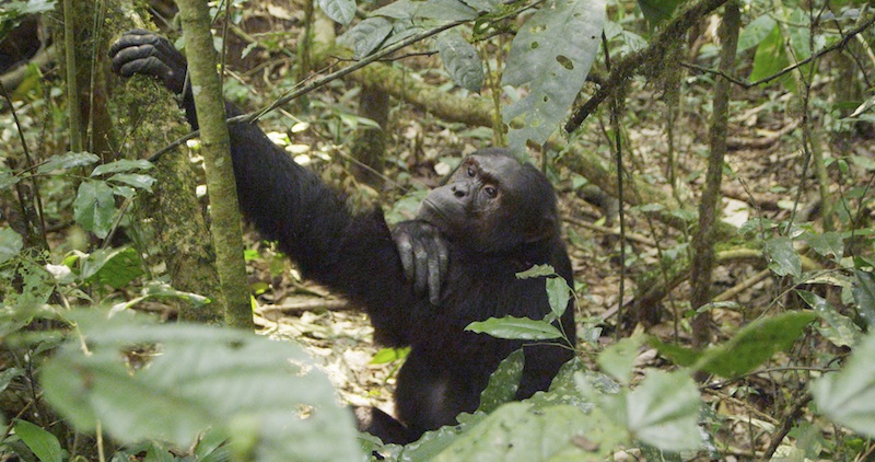 Chimp1