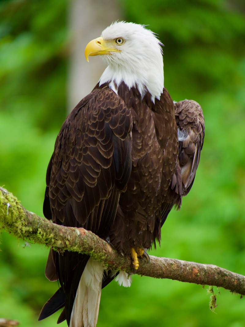 CloseEagle