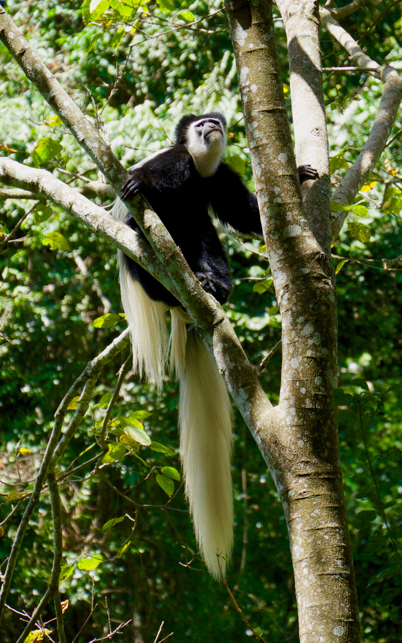 colobus1