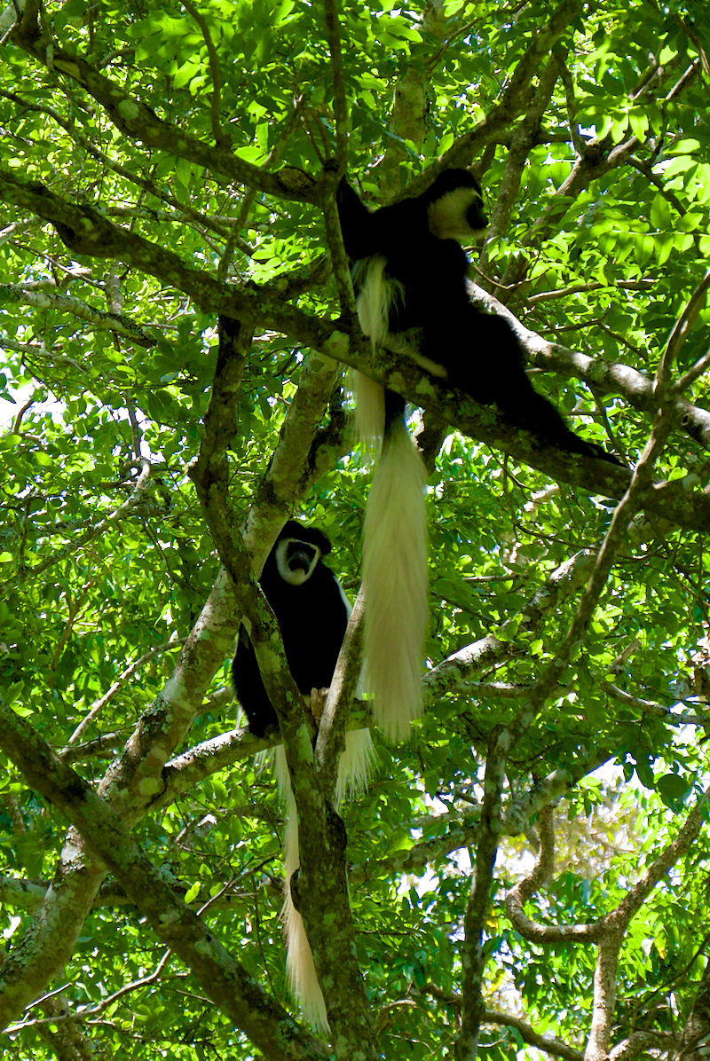 colobus2