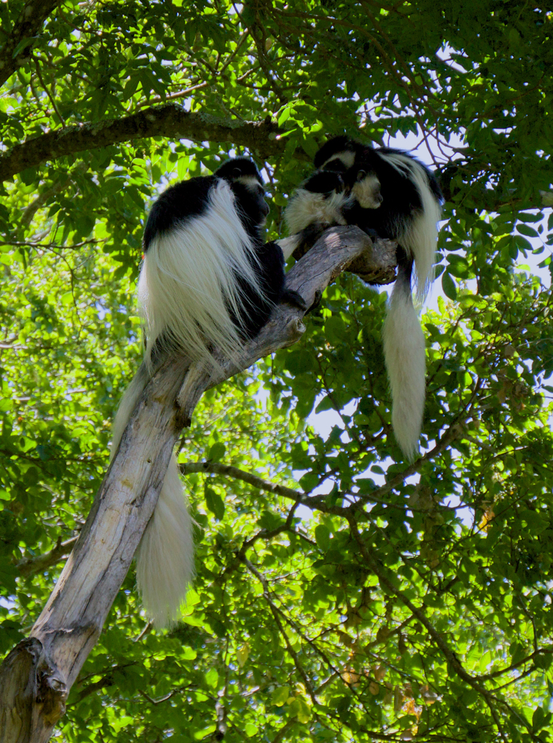 colobus3