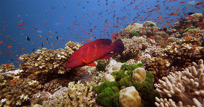 CoralTrout