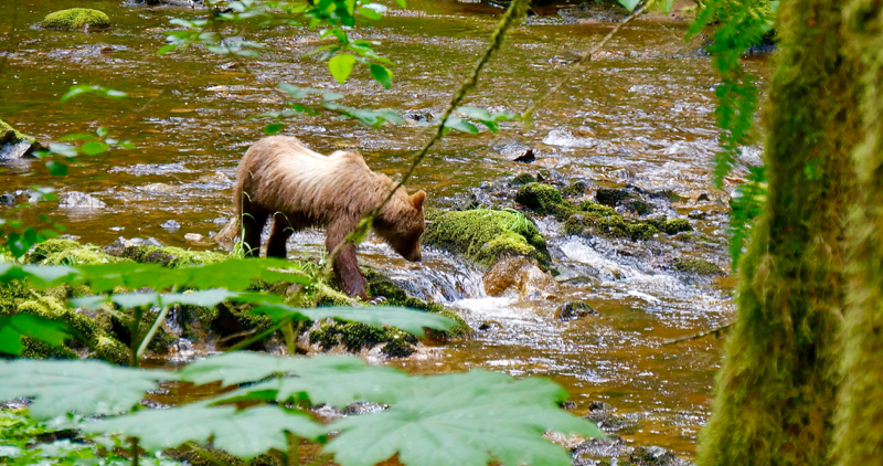 CreekBear1