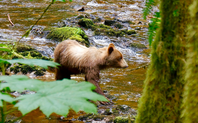 CreekBear2