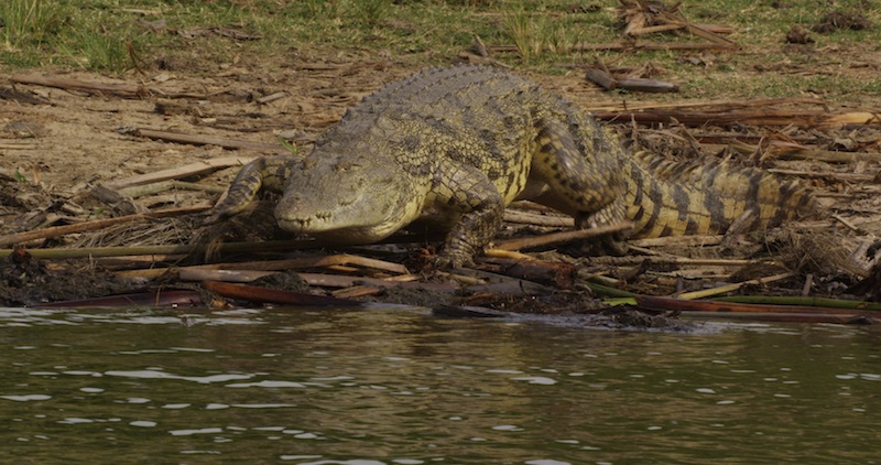 Croc