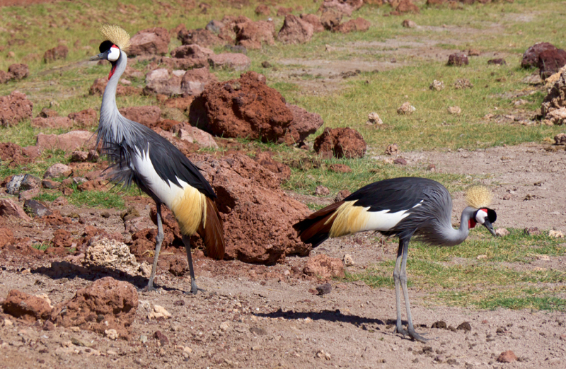 CrownedCrane