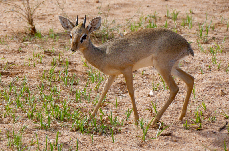 DikDik