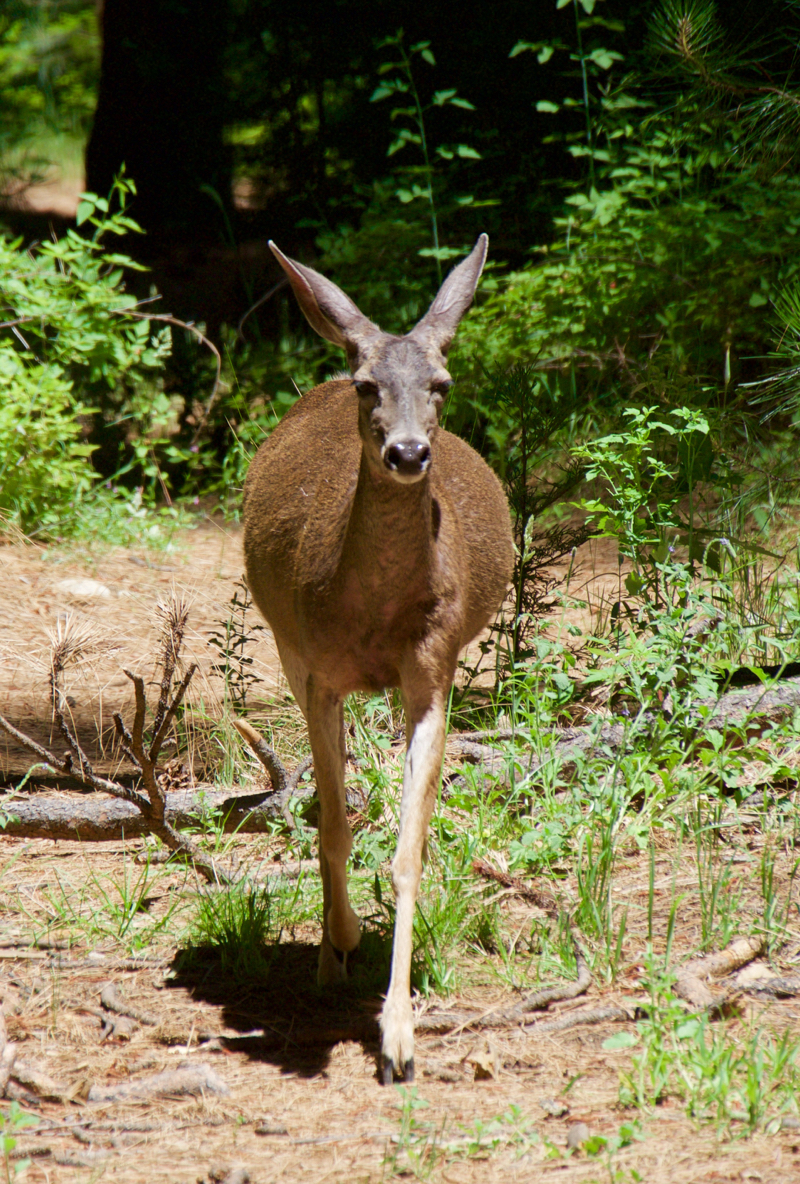 Doe