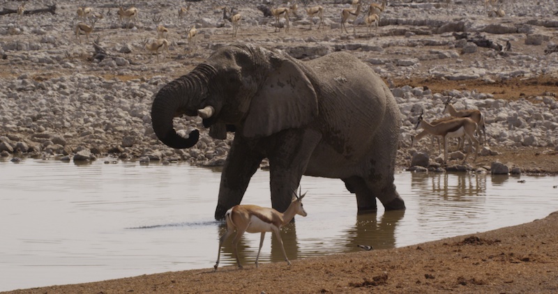 Drinking Elephant