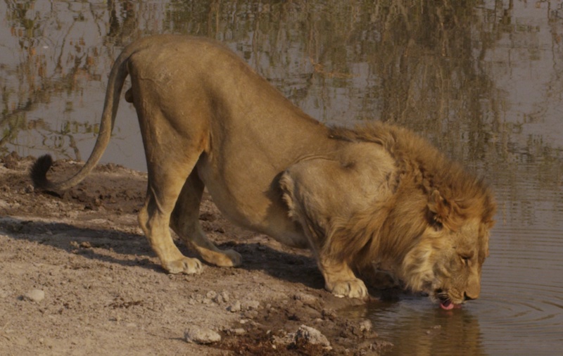 Drinking Lion