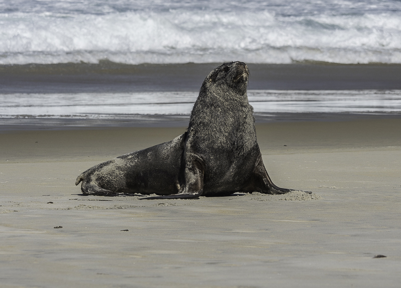 Dunedin-35
