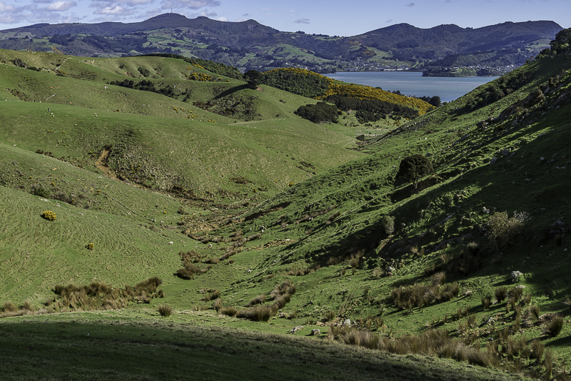 Dunedin-43