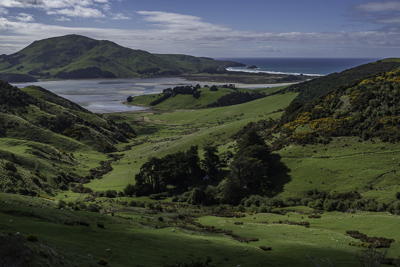 Dunedin-58